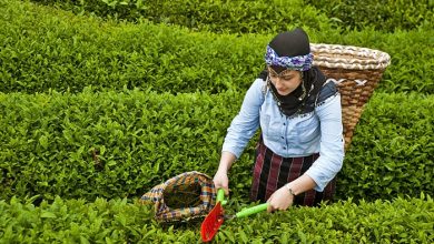 ÇAYKUR’da yaş çay bedeli ödemelerine başlandı