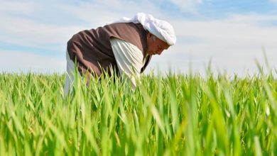 Diyarbakır’da buğday ve arpa üreticisini sevindirdi